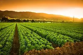 Agriculture